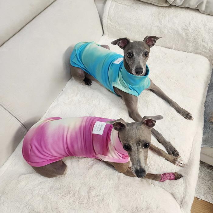 ウィペット服 ひえひえ クールベスト 中型犬 大型犬 夏服 蛍光色 接触