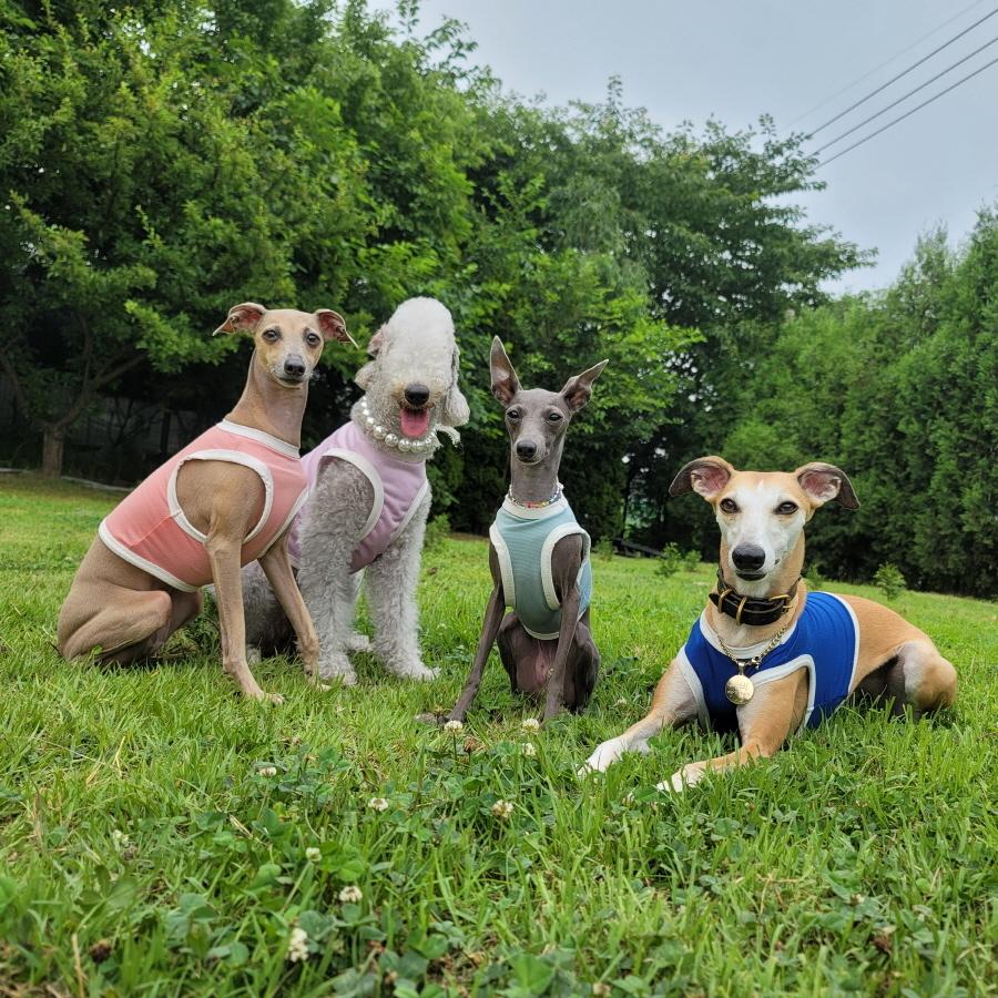 イタグレ服 ひえひえ クール クロップド トップス 接触 冷感 熱中症