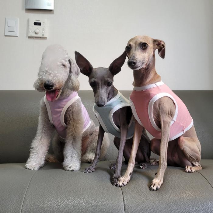 hashilcco イタグレ服シンサレートベスト(ピンク) hashilcco イタグレ