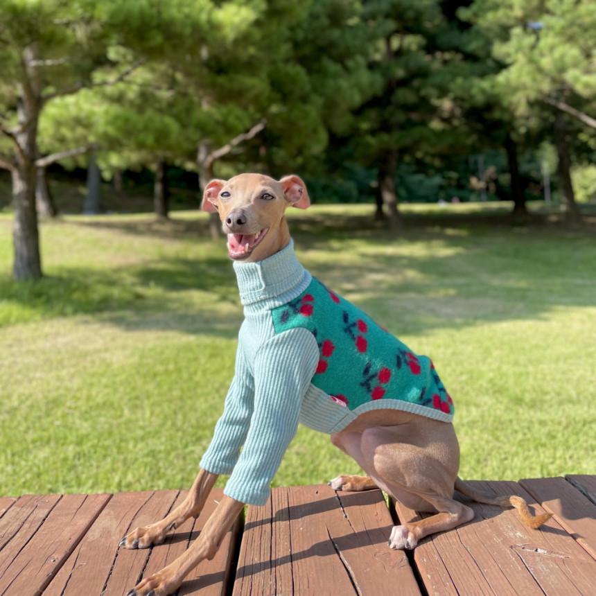 セール イタグレ 服 チェリー 長袖 ニット Tシャツ S M L XL 2XL 3XL 小型犬 中型犬 大型犬 ウィペット服 べドリントンテリア服 doggystar ドッギースター |  | 15