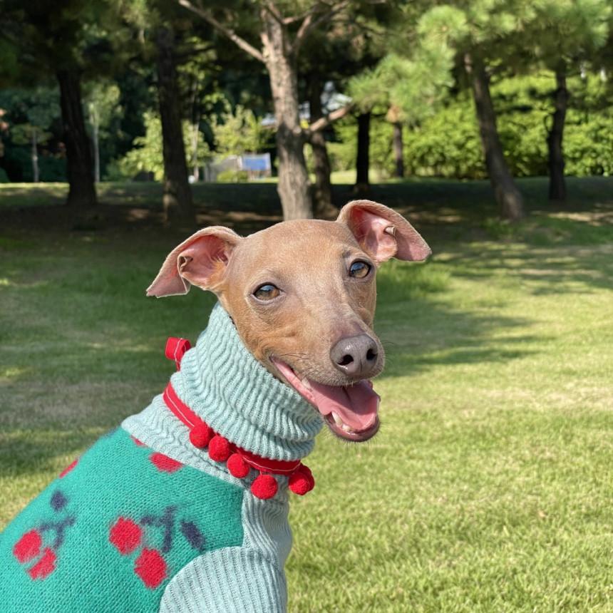 セール イタグレ 服 チェリー 長袖 ニット Tシャツ S M L XL 2XL 3XL 小型犬 中型犬 大型犬 ウィペット服 べドリントンテリア服 doggystar ドッギースター |  | 16