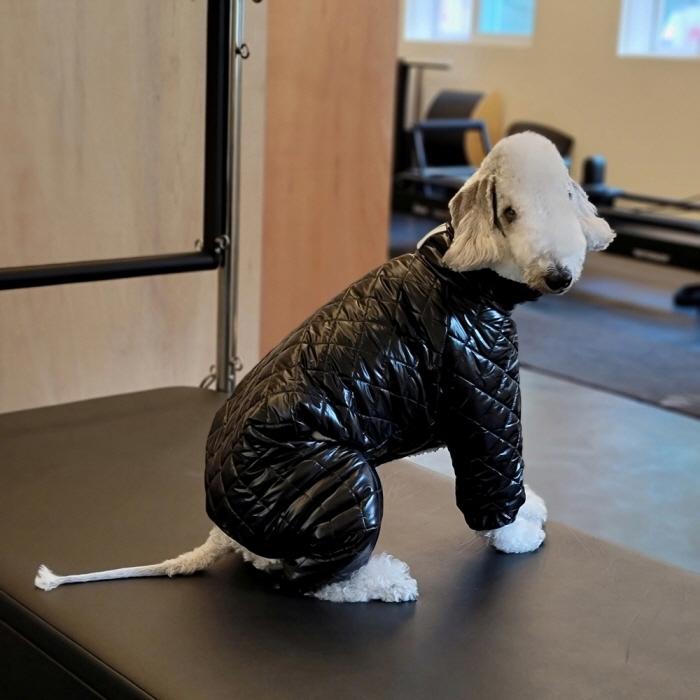 セール べドリントンテリア服 中綿 キルティング ロンパース ダウン