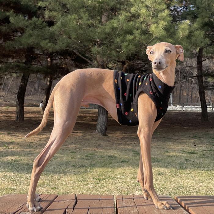 イタグレ服 アルファベットクロップド トップス ショート丈 Tシャツ S M L XL 2XL 3XL 小型犬 中型犬 大型犬 春 夏服 doggystar |  | 18