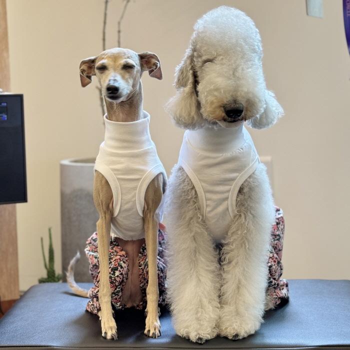 イタグレ服 花柄 サルエルパンツ もんぺパンツ ロンパース つなぎ S M L XL 2XL 3XL ゆったり イタグレ服 小型犬 中型犬 大型犬 春 夏 doggystar ドッギースター |  | 16