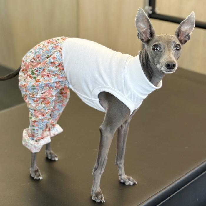 イタグレ服 花柄 サルエルパンツ もんぺパンツ ロンパース つなぎ S M L XL 2XL 3XL ゆったり イタグレ服 小型犬 中型犬 大型犬 春 夏 doggystar ドッギースター |  | 17