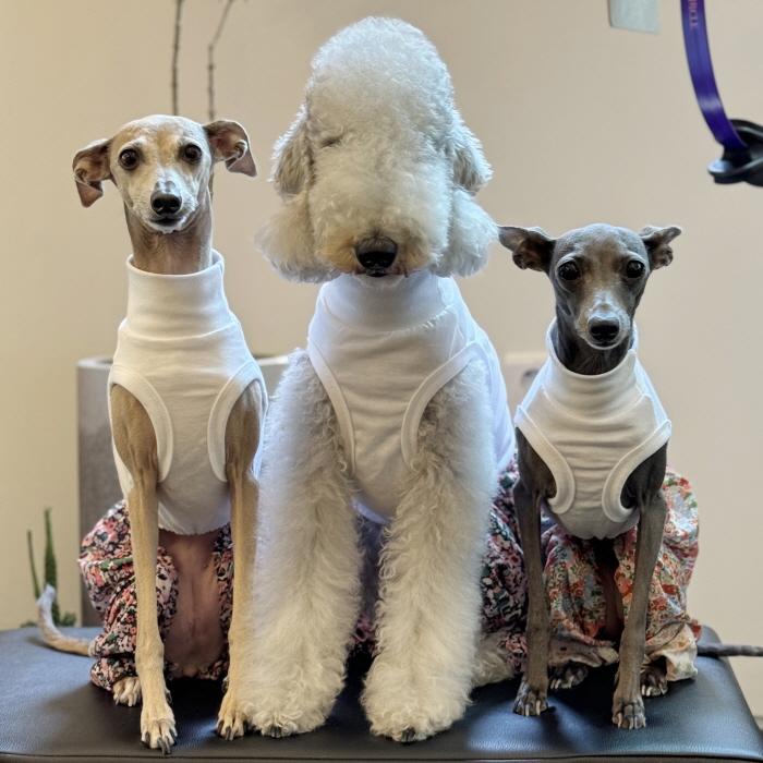 イタグレ服 花柄 サルエルパンツ もんぺパンツ ロンパース つなぎ S M L XL 2XL 3XL ゆったり イタグレ服 小型犬 中型犬 大型犬 春 夏 doggystar ドッギースター |  | 18