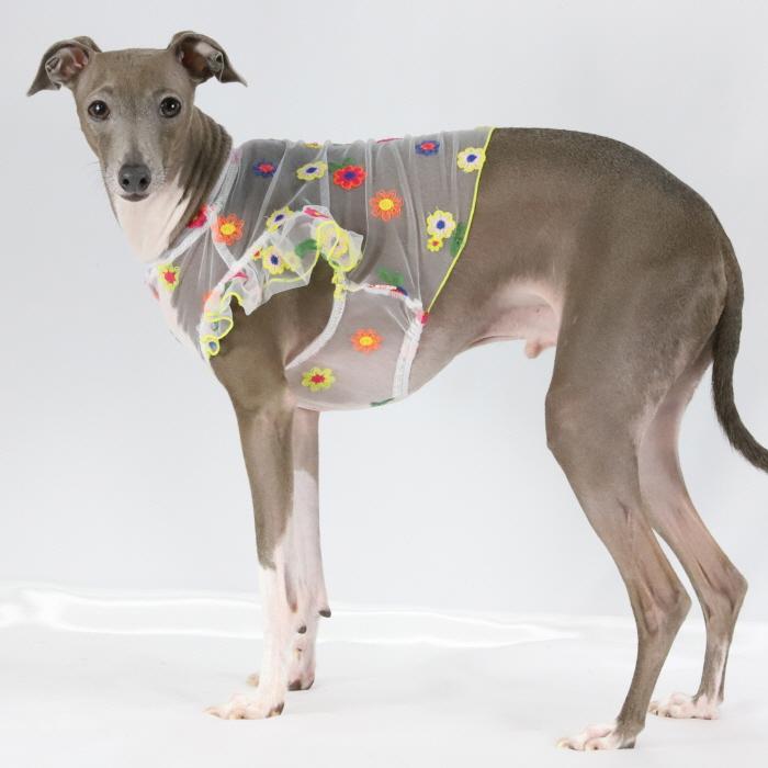 イタグレ服 シースルー 花柄 刺繍 チュール フリル ブラウス S M L XL 2XL 3XL 小型犬 中型犬 大型犬 春 夏 doggystar ドッギースター |  | 11