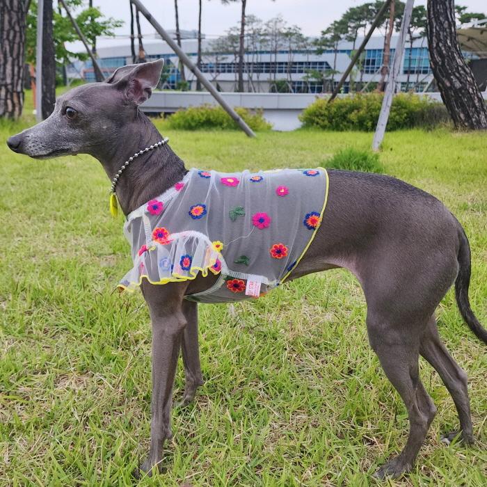 イタグレ服 シースルー 花柄 刺繍 チュール フリル ブラウス 小型犬