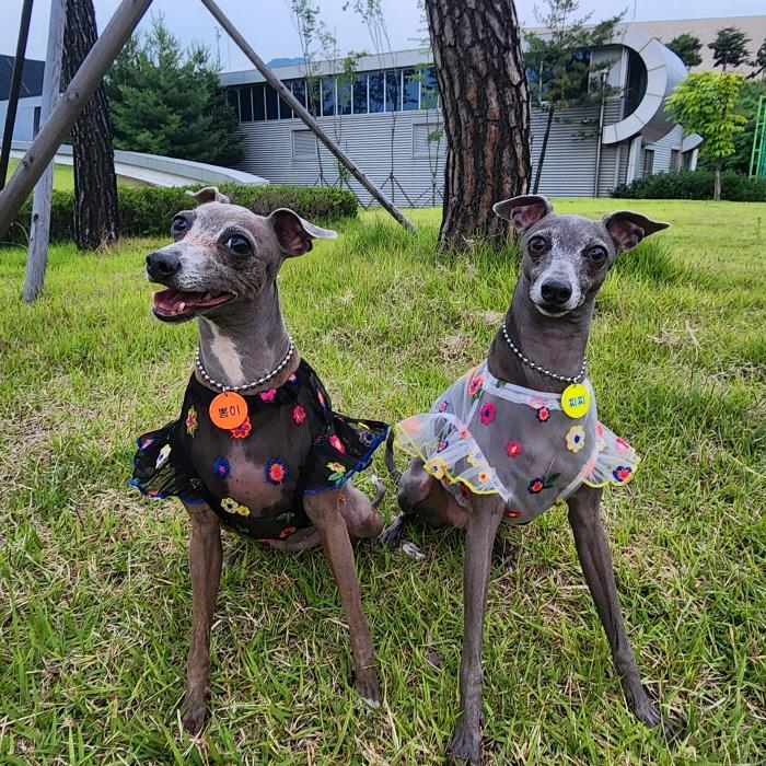 イタグレ服 シースルー 花柄 刺繍 チュール フリル ブラウス 小型犬