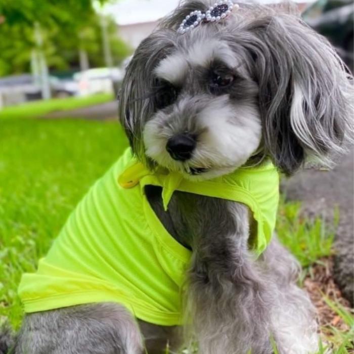 犬服 接触 冷感 ひえひえ スマイル クール ベスト スカーフ付き Tシャツ 無地 S M L XL 2XL 3XL 4XL 5XL 6XL 小型犬 中型犬 大型犬 熱中症対策 ドッギースター |  | 17