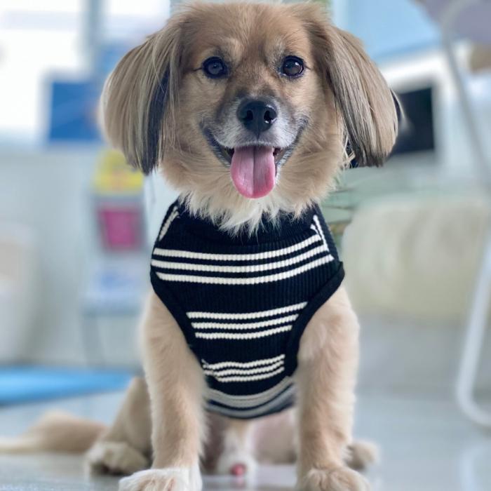 犬服 フランス ボーダー シンプル Tシャツ S M L XL 2XL 3XL 4XL 5XL 6XL 小型犬 中型犬 大型犬 春 夏 秋 冬 袖なし ペット服 doggystar ドッギースター |  | 15