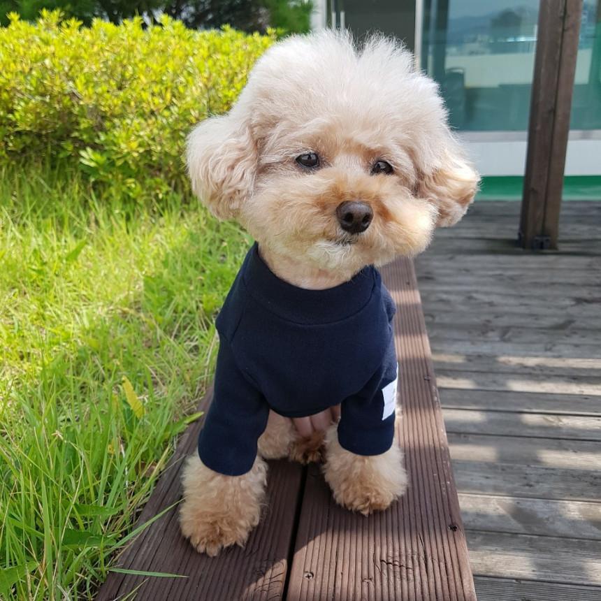 犬 服 シンプル 無地 着せやすい ベーシック 長袖 Tシャツ 小型犬 中型犬 春 夏 秋 冬｜cockerpapa｜17