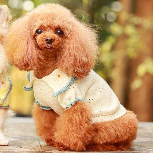 SALE50%OFF GODPIVA ゴッドピバ オーガニックコットンニット ニット 犬服 ドッグウェア 可愛い 小型犬 中型犬 |  | 06