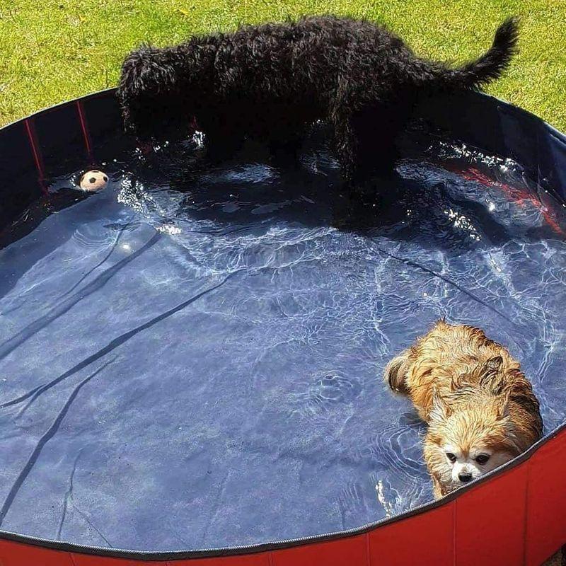 Linqingweifqaf 犬プール ペット用バスタブ Pvc素材 ペット用バスプール ペットプール