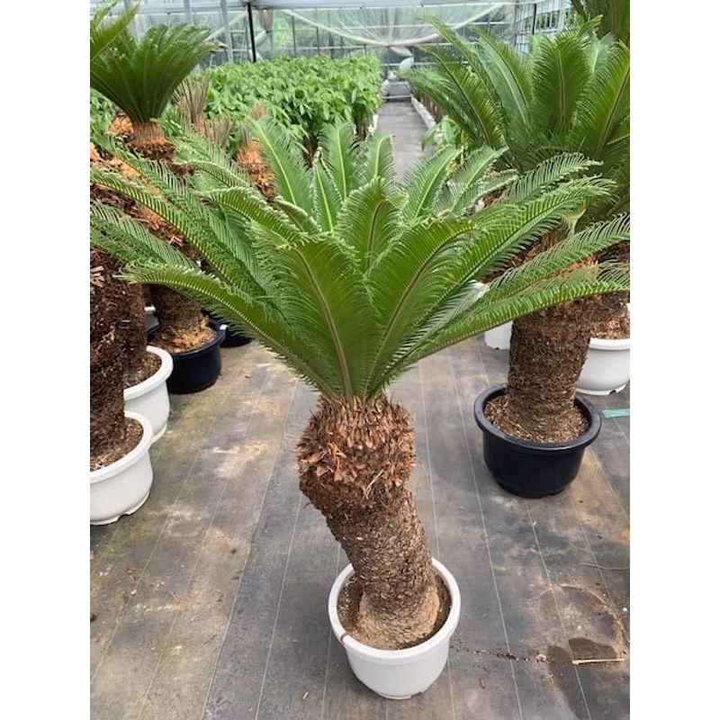 お見舞いお見舞い大人気なビックサイズのソテツ一鉢限定130cm（10号