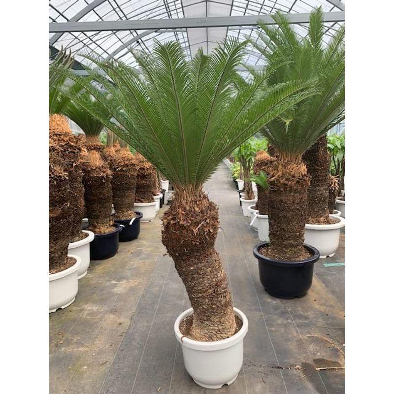 お見舞いお見舞い大人気なビックサイズのソテツ一鉢限定130cm（10号