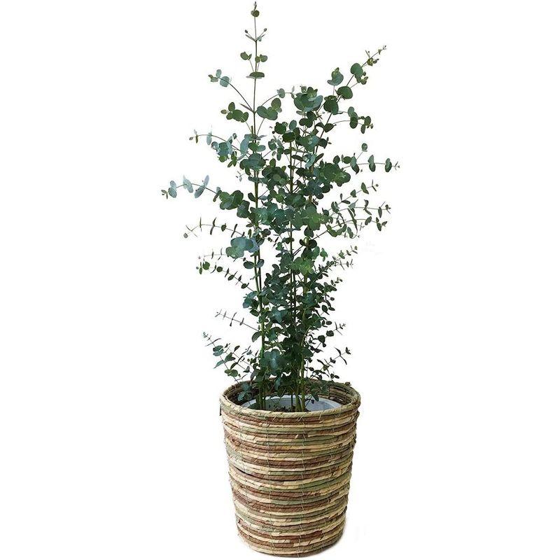 ユーカリ・グニー 中型8号 鉢植え 鉢カバー付き (鉢カバーB（マーブル）) グニー ユーカリ 中型8号 鉢植え 鉢カバー付き 鉢カバーB マーブル サイズ