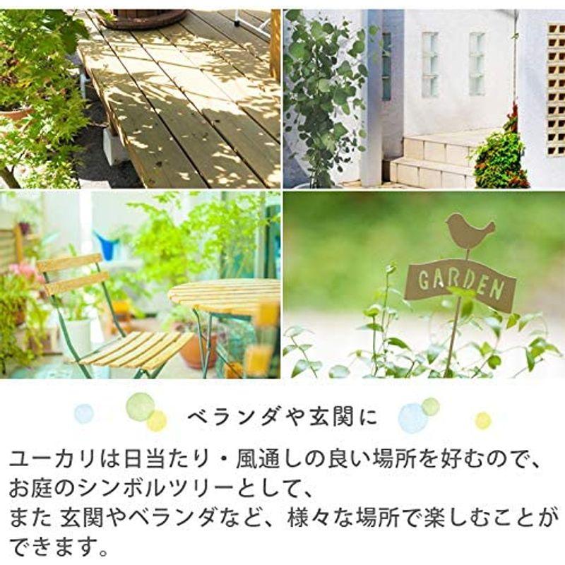 ユーカリ・グニー 中型8号 鉢植え 鉢カバー付き (鉢カバーB（マーブル）) グニー ユーカリ 中型8号 鉢植え 鉢カバー付き 鉢カバーB マーブル サイズ