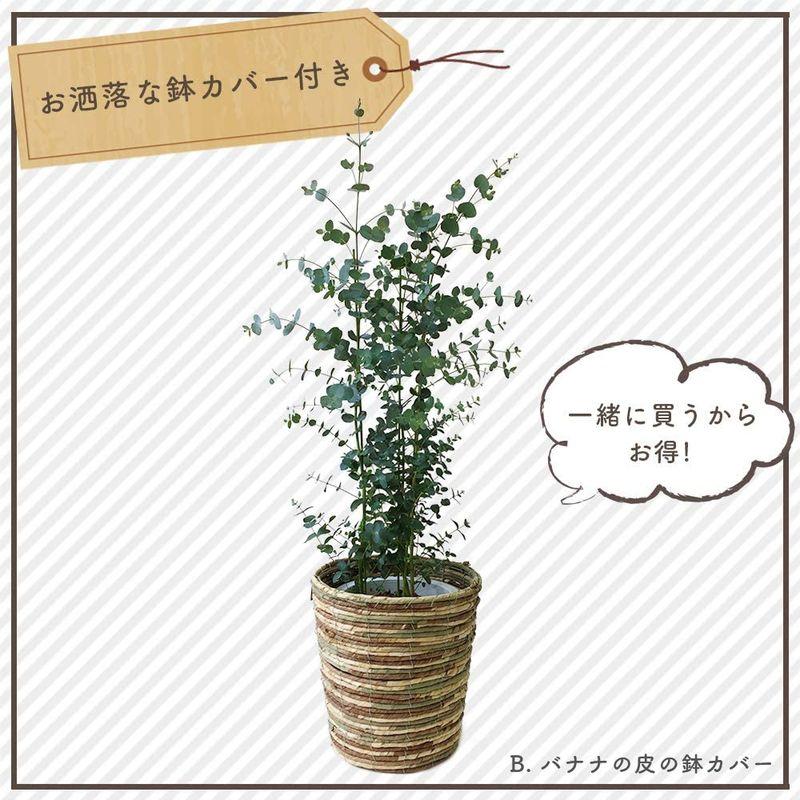 ユーカリ・グニー 中型8号 鉢植え 鉢カバー付き (鉢カバーB（マーブル）) グニー ユーカリ 中型8号 鉢植え 鉢カバー付き 鉢カバーB マーブル サイズ