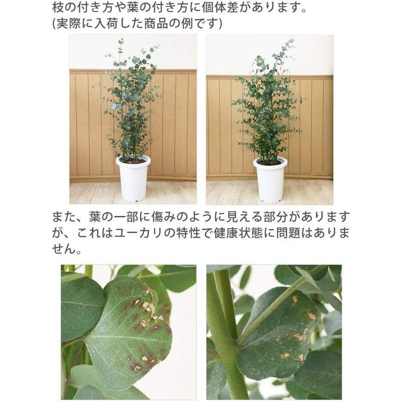 ユーカリ・グニー 中型8号 鉢植え 鉢カバー付き (鉢カバーB（マーブル）) グニー ユーカリ 中型8号 鉢植え 鉢カバー付き 鉢カバーB マーブル サイズ