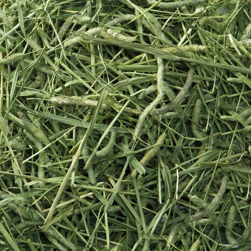 マルカン バニーグレードチモシー 550g 一番刈り ラビットフード