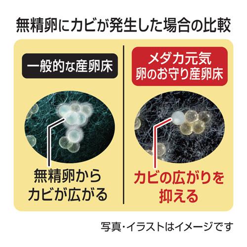 ジェックス GEX メダカ元気 卵のお守り 産卵床すだれ 青 : cocoatta