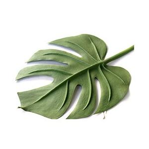 モンステラ リーフ(M)   造花 インテリア フェイク グリーン 観葉植物 トロピカル フラワー おしゃれ 高級 リアル 本物 そっくり |  | 02