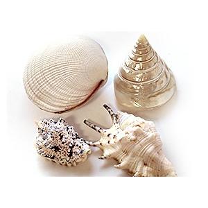 貝殻　貝殻インテリア　おしゃれ　ボヘミアン　リゾートインテリア　ハワイ　バリ 貝殻貝殻インテリアおしゃれボヘミアンリゾートインテリアハワイバリ