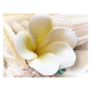 貝殻のリゾートコーデ9点セット インテリア オブジェ 海 おしゃれ