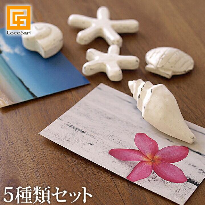 マグネット シェル スター 5種類セット 貝 3種類 ヒトデ 2サイズ アジアン雑貨 バリ おしゃれ リゾート バリ雑貨 バリ風 インテリア It0033 バリ雑貨ココバリ アジアン雑貨 通販 Yahoo ショッピング