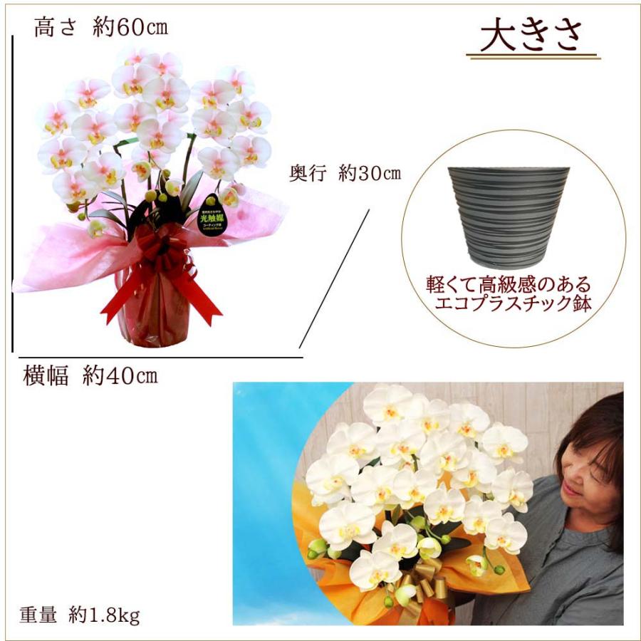 光触媒 胡蝶蘭 3本立ち 造花 ギフト 開店祝い 誕生日 退職祝い お供え 仏花 鉢植え 敬老の日 引越し祝い 就任祝い 長寿祝い お中元 母の日 |  | 18