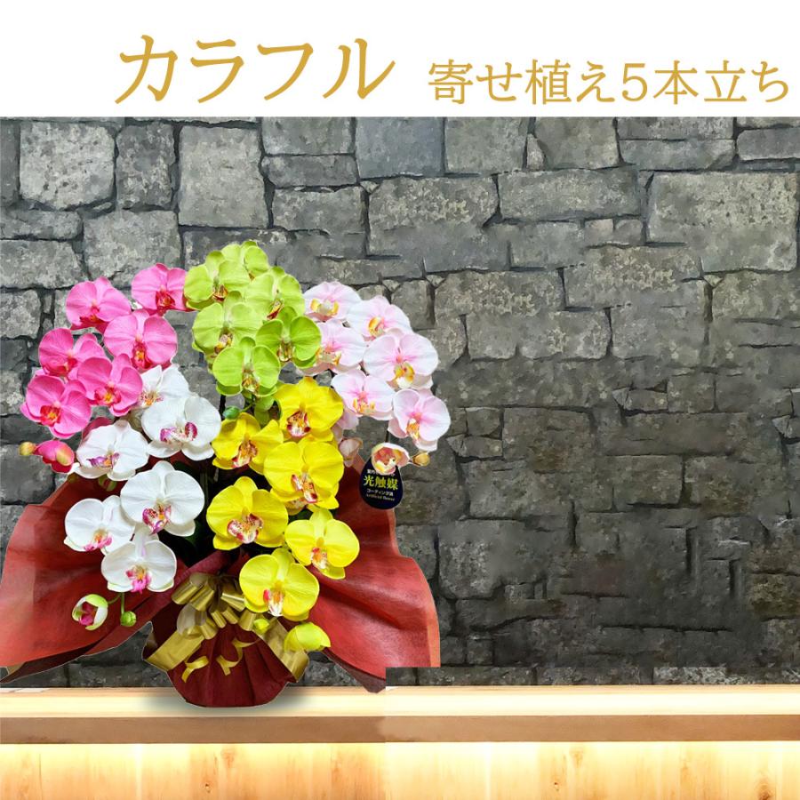 母の日 胡蝶蘭 造花 光触媒 開店祝い 5本立 カラフル 白 ピンク 黄色 お祝い 誕生日 大輪 長寿 プレゼント お歳暮 ギフト コチョウラン ココキャン |  | 02