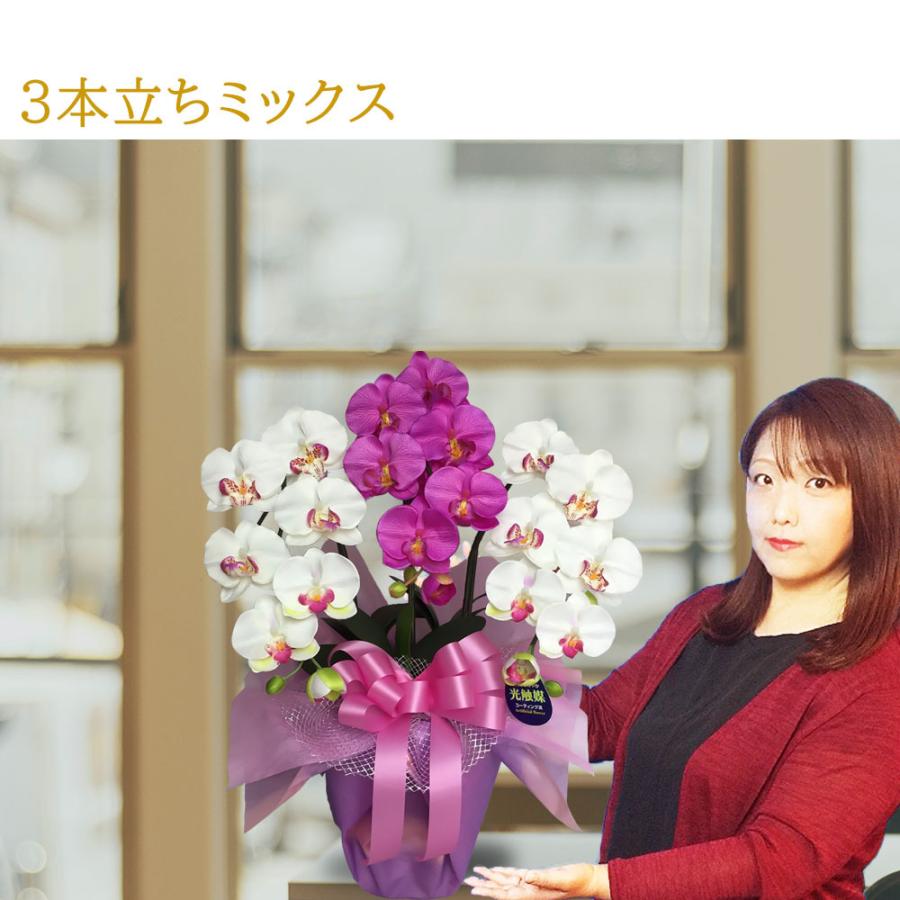 胡蝶蘭 光触媒 3本立ち ミックスカラー Mサイズ ギフト お祝い 造花 鉢植え インテリア プレゼント 送料無料 |  | 04