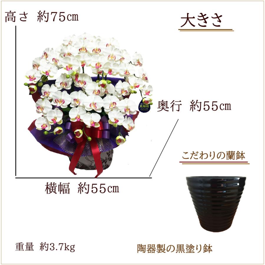 光触媒 胡蝶蘭 7本立ち 豪華絢爛 大輪 造花 ギフト 移転祝い 就任祝い 周年記念 社長祝い お供え 仏花 長寿祝い 鉢植え 母の日 敬老の日 |  | 20