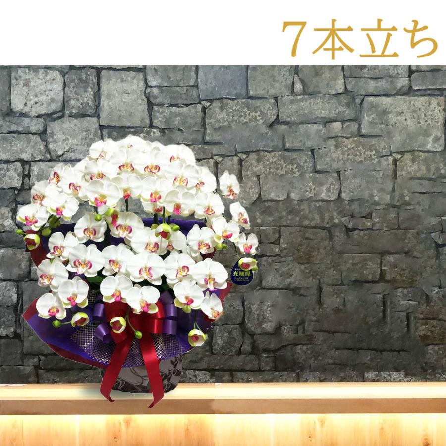 光触媒 胡蝶蘭 7本立ち 豪華絢爛 大輪 造花 ギフト 移転祝い 就任祝い 周年記念 社長祝い お供え 仏花 長寿祝い 鉢植え 母の日 敬老の日 |  | 12