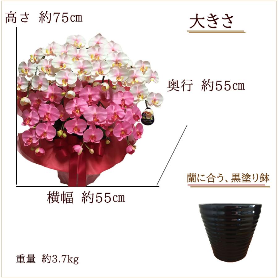 胡蝶蘭 光触媒 7本立ち ピンクグラデーション 豪華 ギフト 法人祝い 就任 周年 記念 お祝い 枯れない花 送料無料 |  | 03