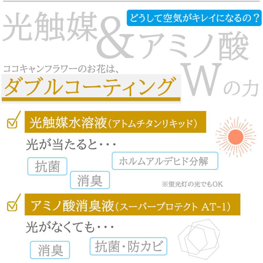 胡蝶蘭 光触媒 7本立ち ピンクグラデーション 豪華 ギフト 法人祝い 就任 周年 記念 お祝い 枯れない花 送料無料 |  | 07
