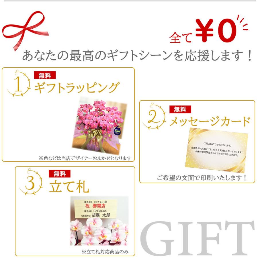 胡蝶蘭 光触媒 2本立ち Mサイズ シンプルギフト 造花 鉢植え お祝い プレゼント インテリア |  | 07