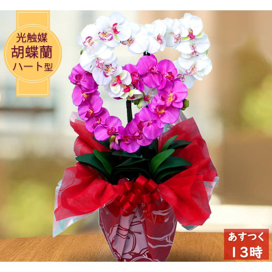 洋蘭 胡蝶蘭 ミディ胡蝶蘭 ファレノプシス チェリー こちょうらん 洋