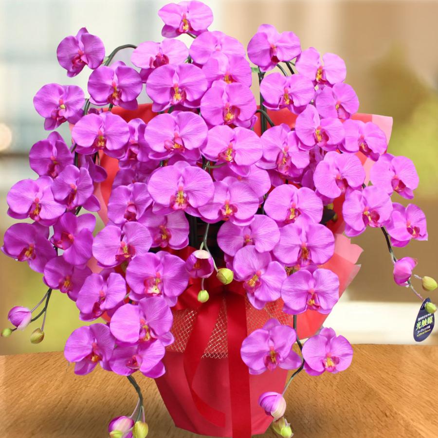 プレミアム 胡蝶蘭 ワイン 紫 5本立ち 光触媒 大輪 高級 造花 ギフト 開店祝い サロン 就任祝い お供え 仏花 インテリア 鉢植え ワインレッド 特大 豪華 |  | 18