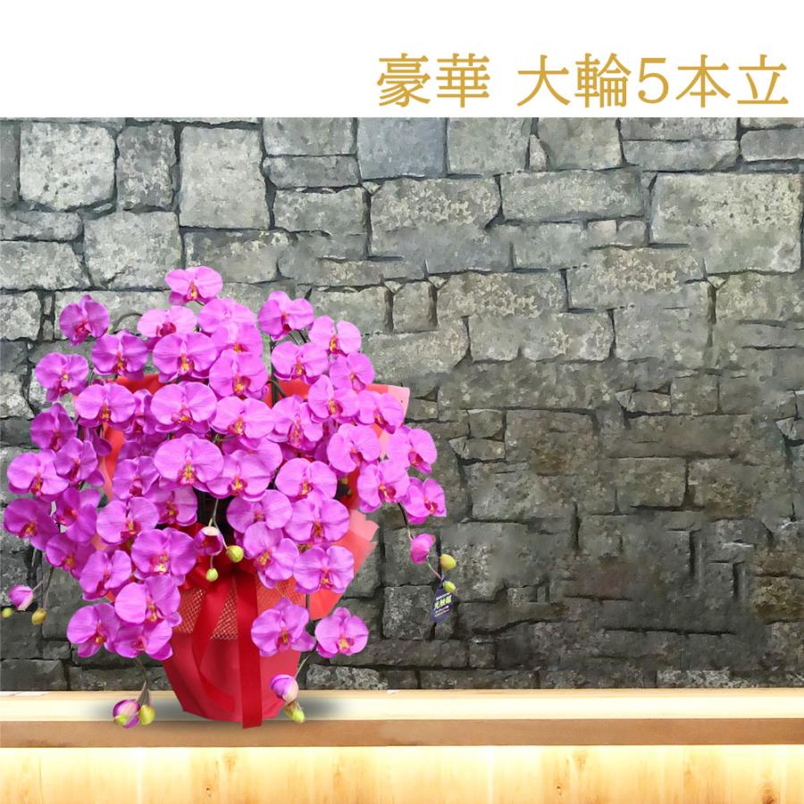 プレミアム 胡蝶蘭 ワイン 紫 5本立ち 光触媒 大輪 高級 造花 ギフト 開店祝い サロン 就任祝い お供え 仏花 インテリア 鉢植え ワインレッド 特大 豪華 |  | 03