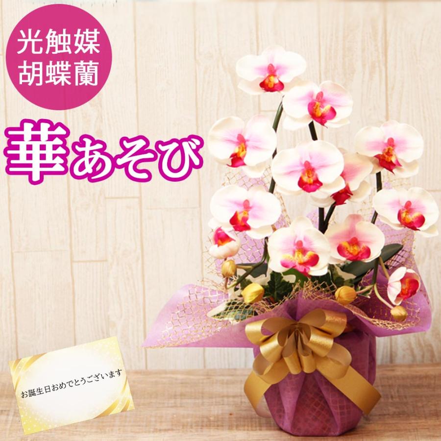 光触媒 胡蝶蘭 アレンジ 華あそび 彩り ミニ ミディ ギフト お祝い インテリア 枯れない花 ホワイト ワイン | 