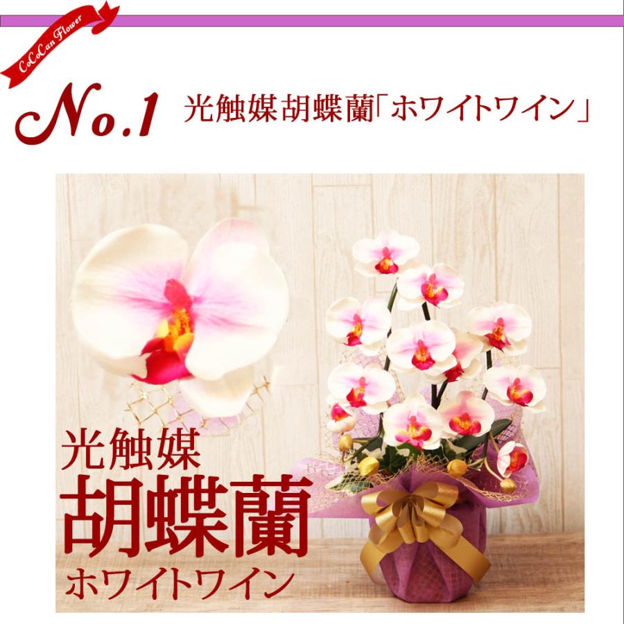 光触媒 胡蝶蘭 アレンジ 華あそび 彩り ミニ ミディ ギフト お祝い インテリア 枯れない花 ホワイト ワイン |  | 01