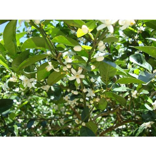 シークワーサーさま確認用 楽天市場】シークワーサー まるごとしぼり 1500ml /沖縄産