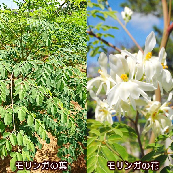 沖縄産 モリンガ 粒 150粒 1袋 国産 サプリメント Kiyoi Moringa きよい キヨイ M便 1870 沖縄通販 ここち琉球 通販 Yahoo ショッピング