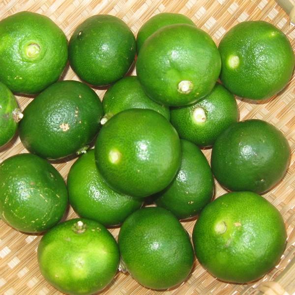 青切りシークワーサー果実 約3kg : 沖縄お土産通販 ここち琉球 - 通販 - Yahoo!ショッピング