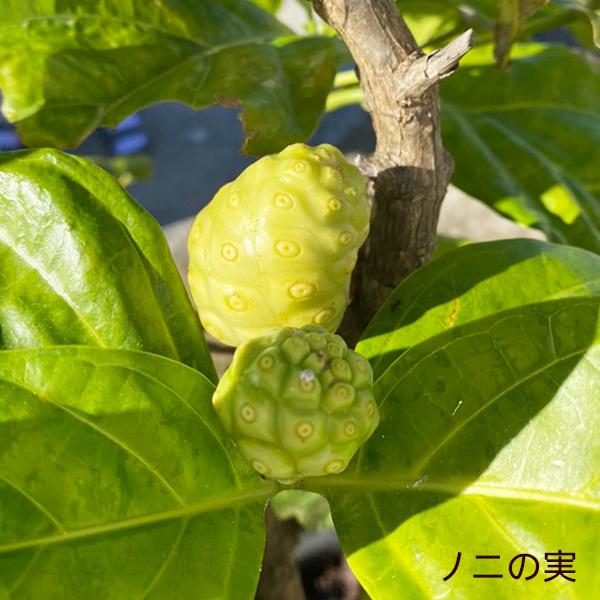 ﾔｴﾔﾏｱｵｷ☆ノニ果実６個セット ノニジュース 八重山青木 720ml×6本 /果汁100％ 原液 沖縄産 国産