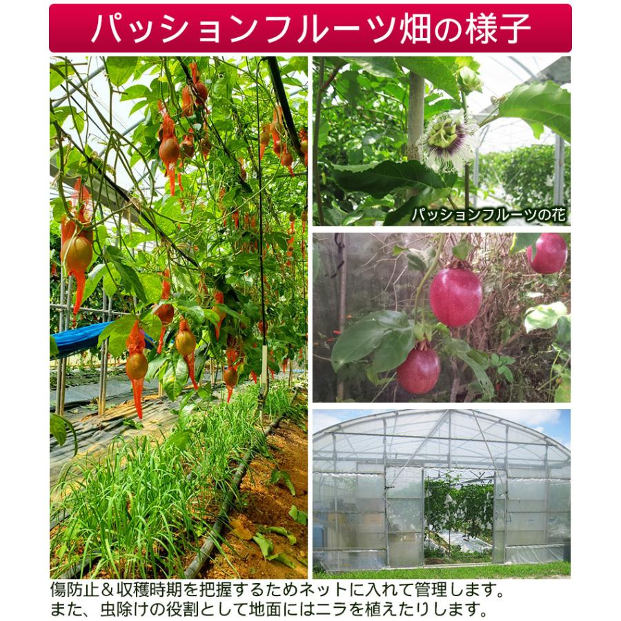 パッションフルーツ 約500g（5〜10玉） /沖縄産 ご自宅用 : 沖縄お土産
