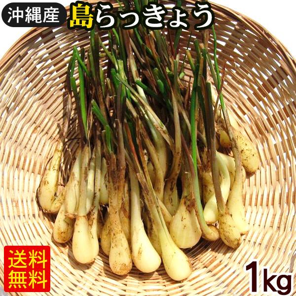 超可爱 ブランド品専門の 島らっきょう1kg 沖縄産 野菜 liumeis.com liumeis.com