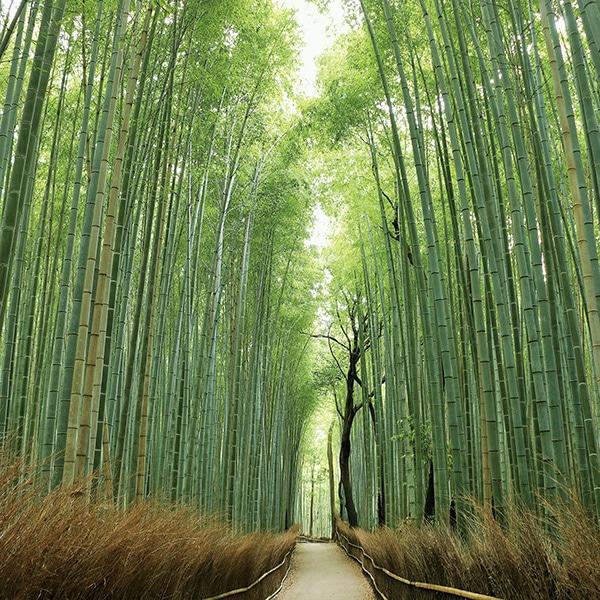 京都探訪 DVD全10巻 |  | 04